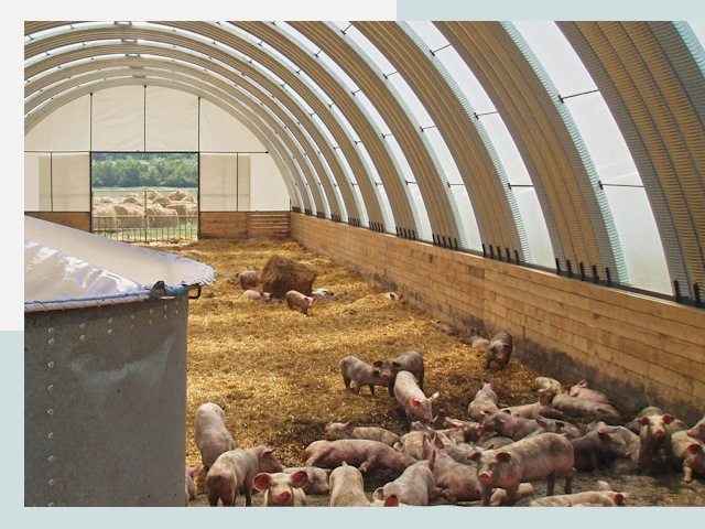 Строительство свинарников в Клине